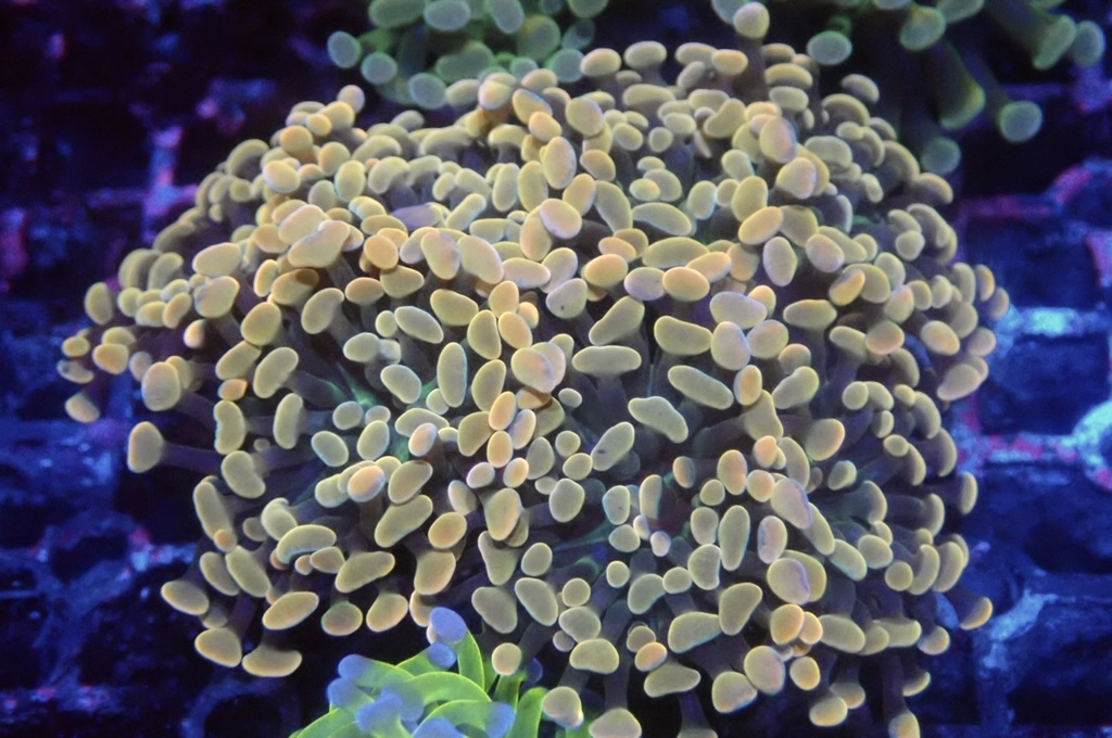 H22 豬腰  （開大約3.5吋）