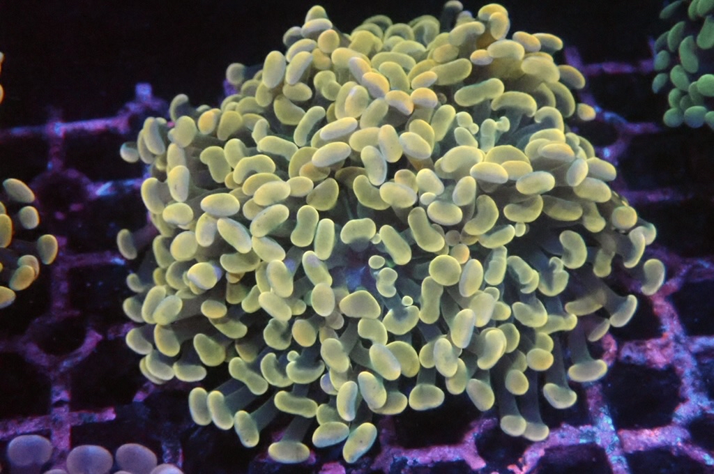 BH5 豬腰（開大約3.5吋）