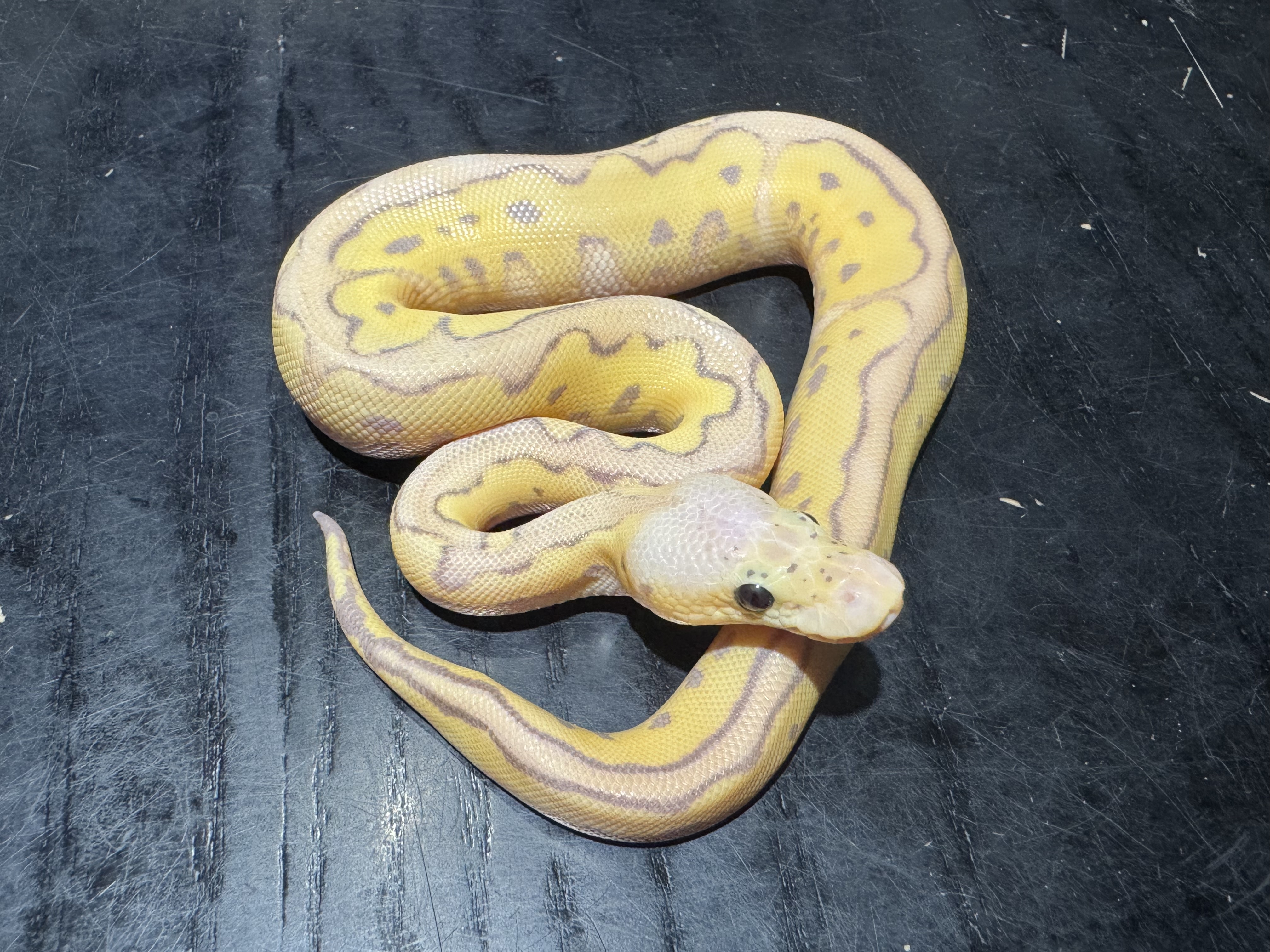 26 Pastel Banana Clown 0.1