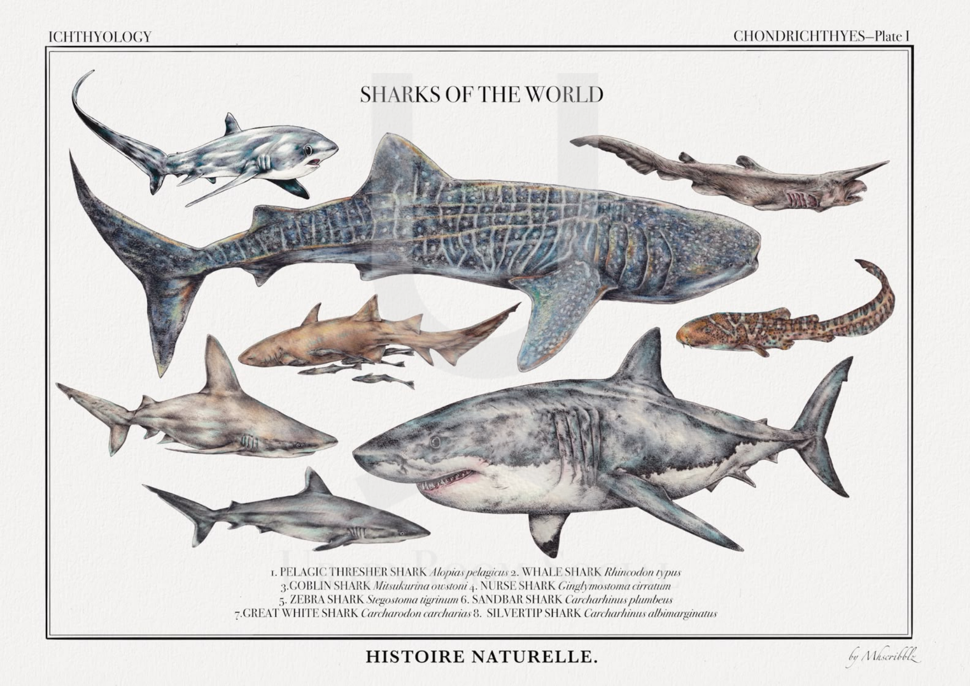 Mhscribblz - ART PRINT Sharks of the World