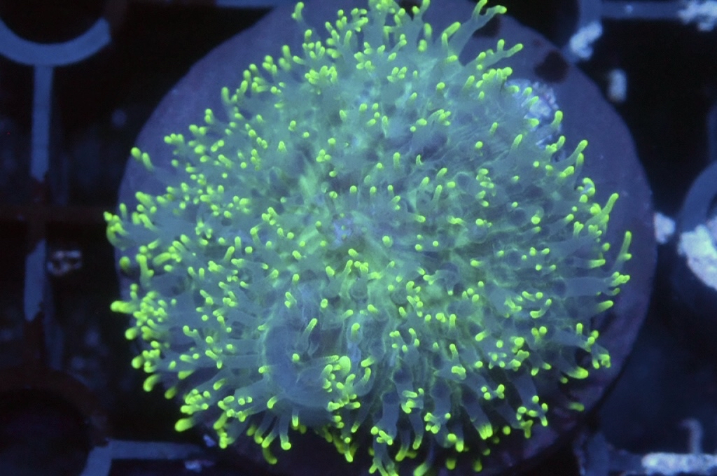 M7 螢光綠毛毛菇（frag座3.5cm)