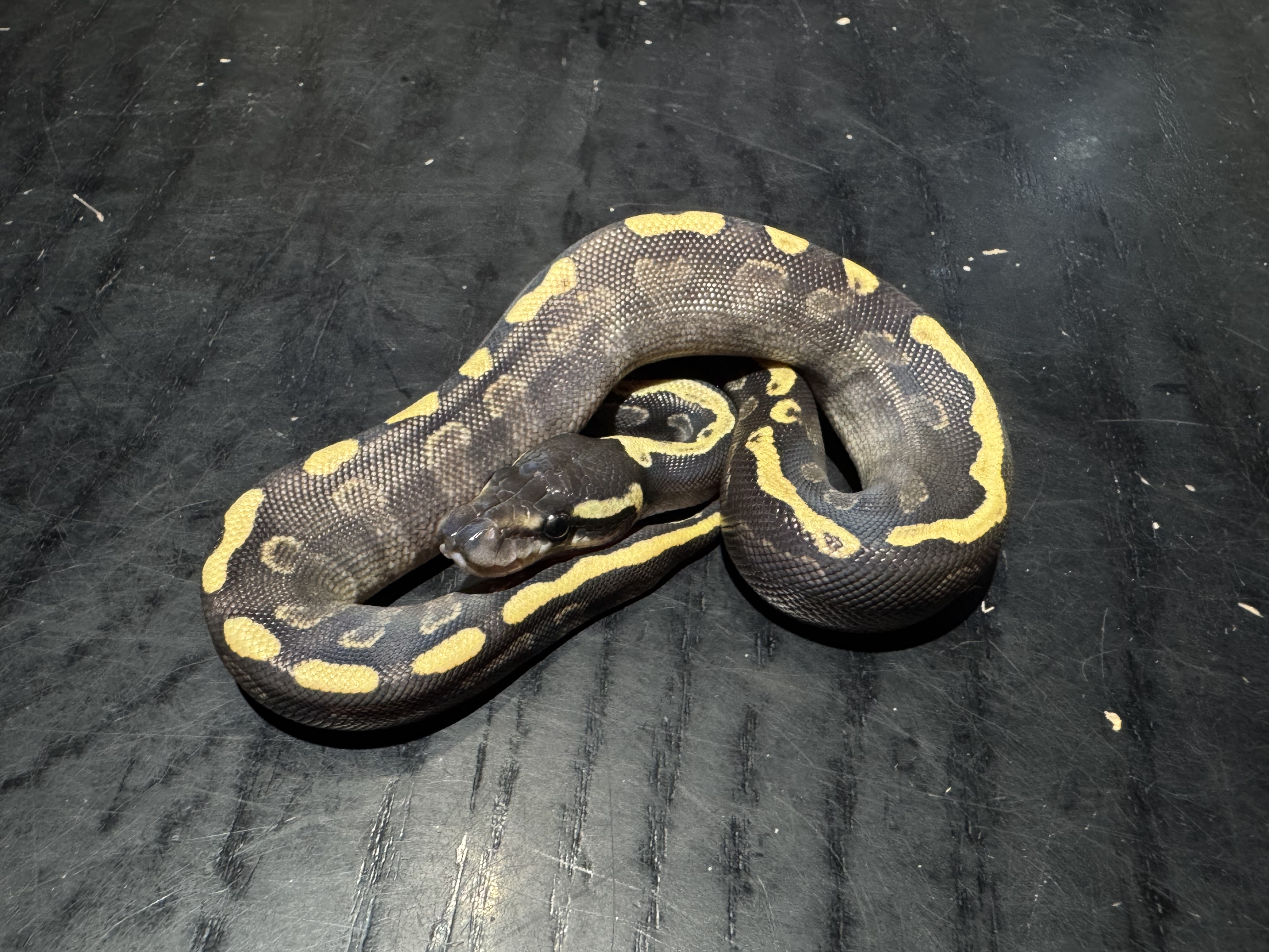 26 GHI Mojave 0.1