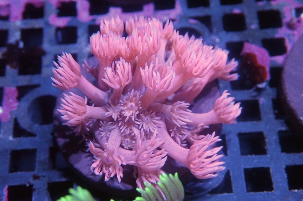 MG3 寶石花仔（frag座3.5cm)