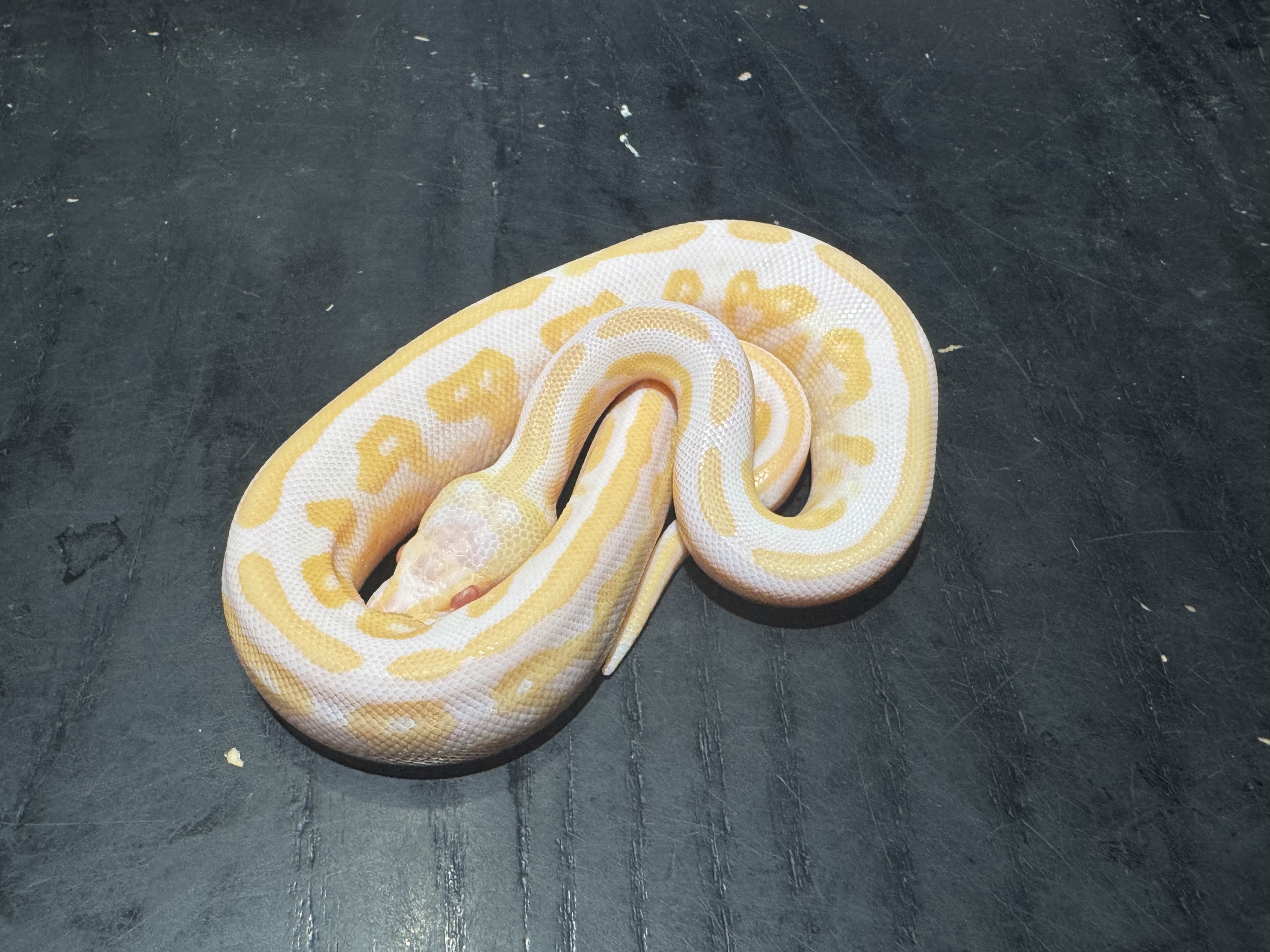 26 Albino Black Pastel het Pied 1.0