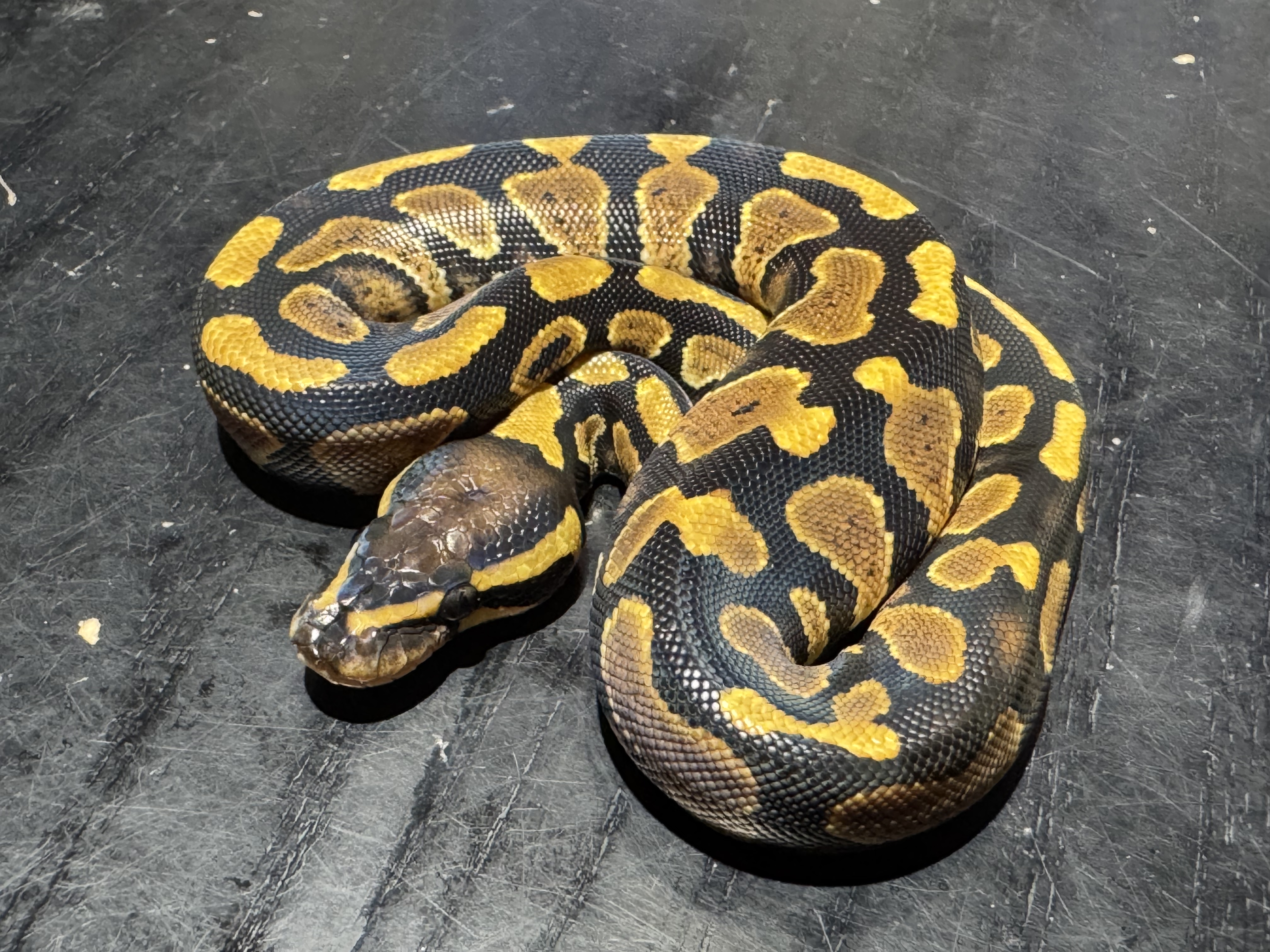 26 Yellow Belly or Asphalt 0.1