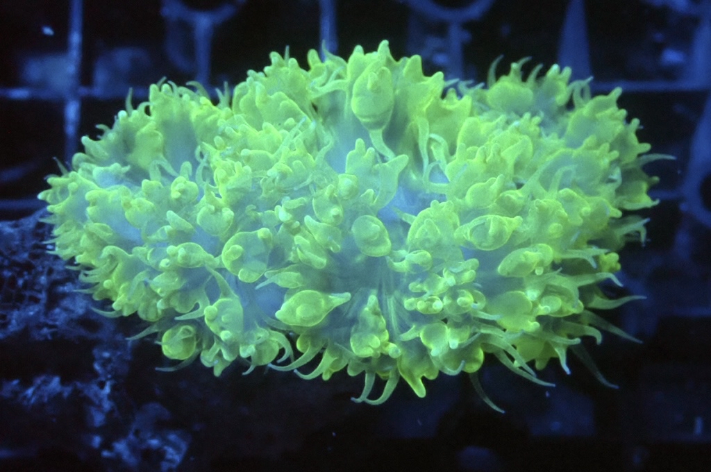 Bu 3 綠珍珠波子（開大約2.5吋）