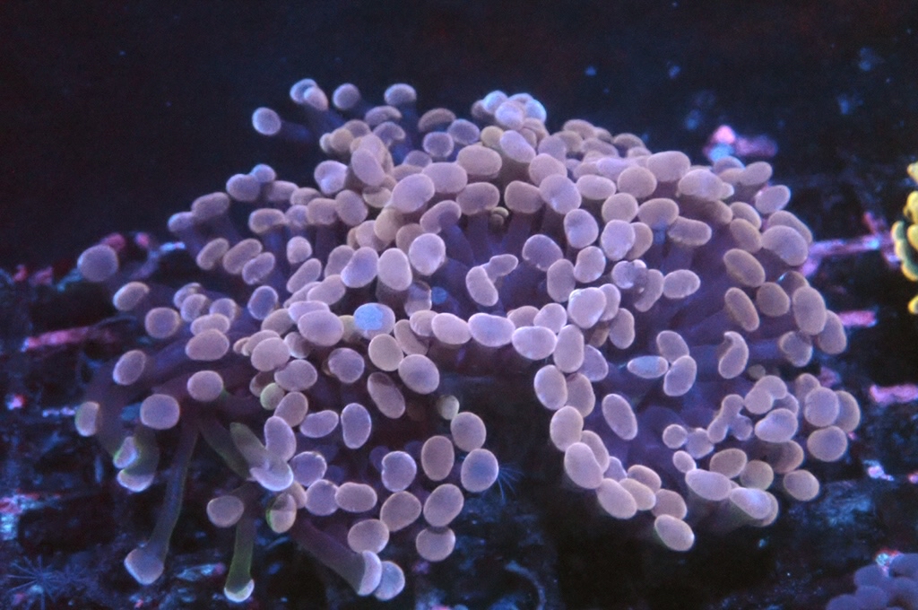 BH3 豬腰（開大約3.5吋）