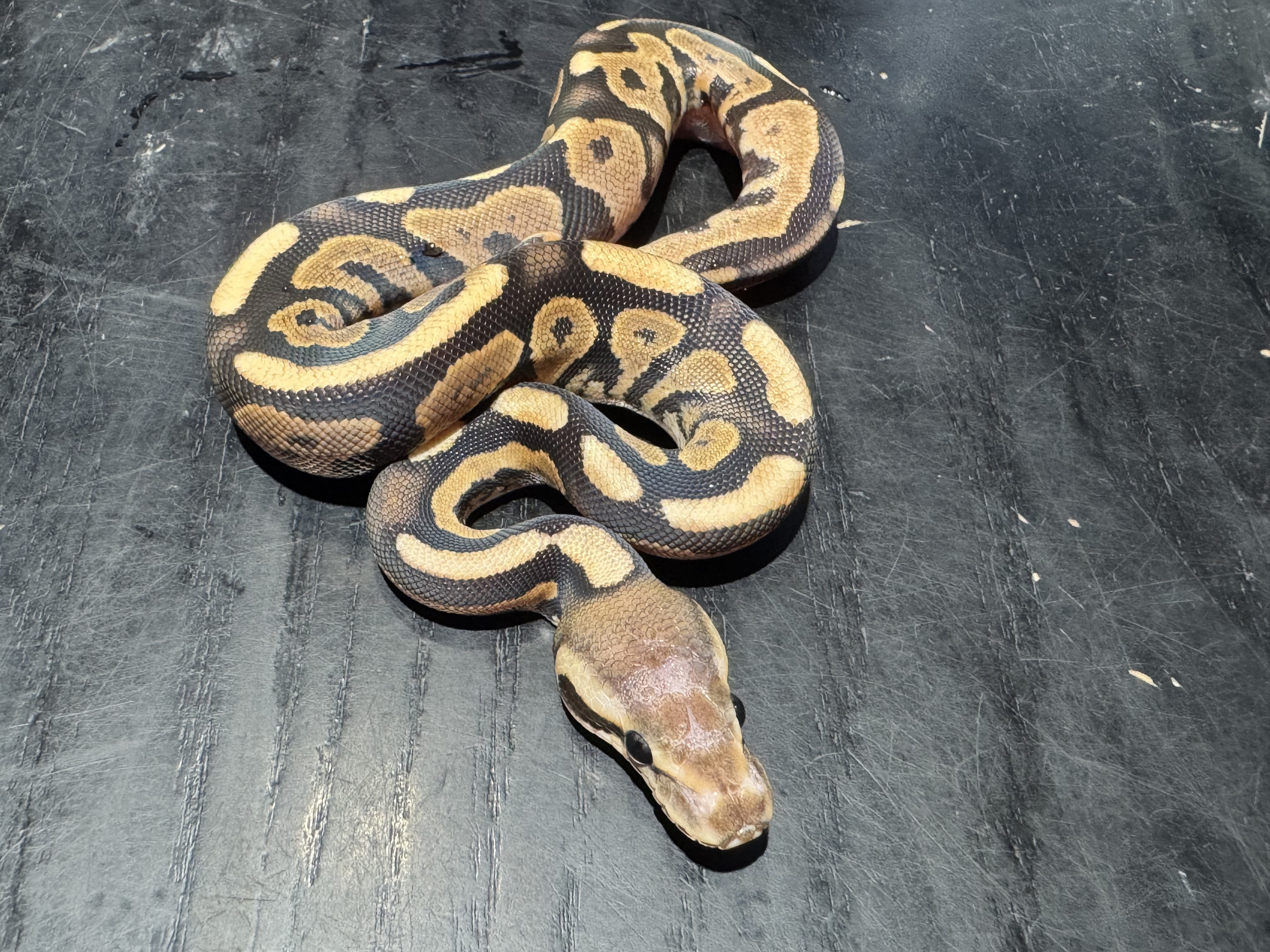26 Fire Cinnamon Scaleless Head 50% het Ghost 1.0