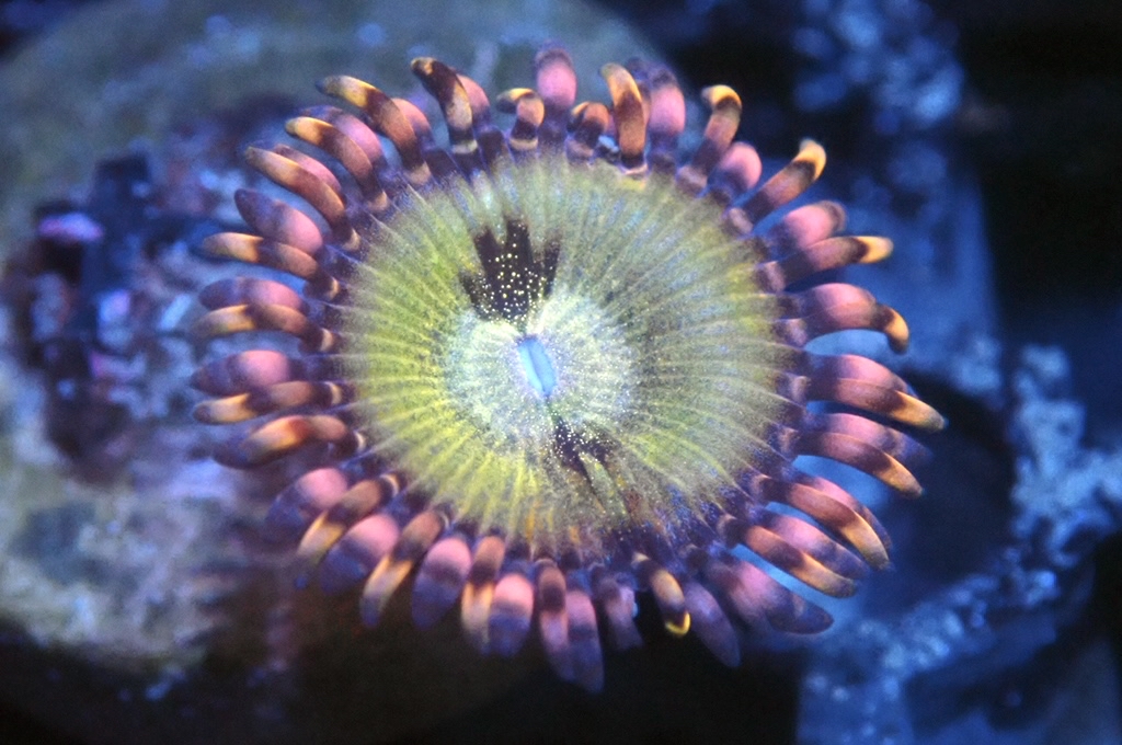 Z1 鈕扣（FRAG座2CM）