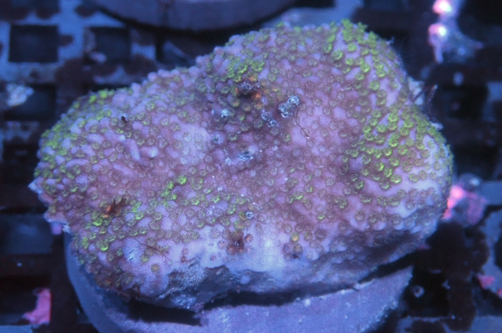 N23（開大約1.5吋）