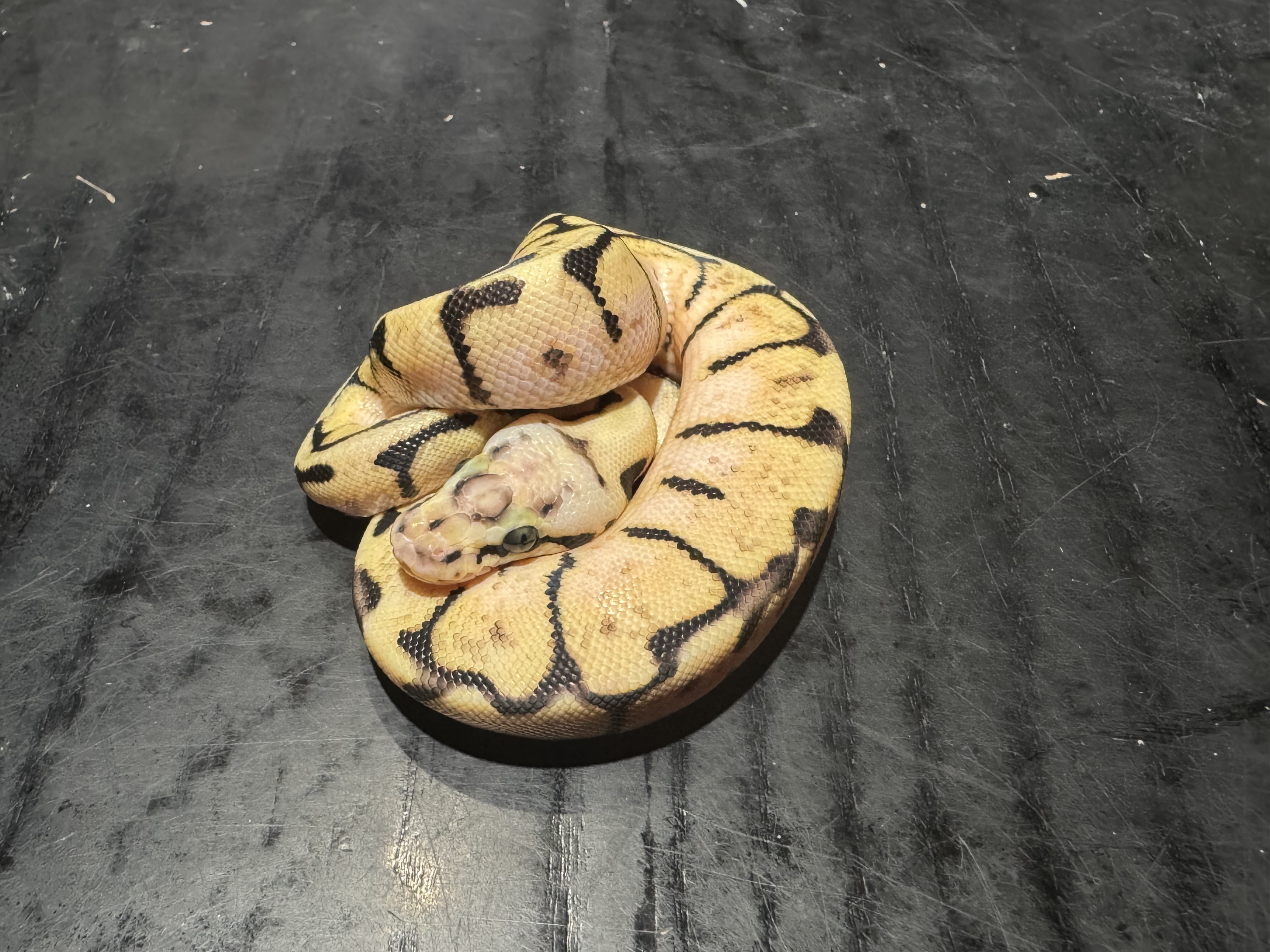 26  Pastel Spider het Ghost poss Scaleless Head 0.1