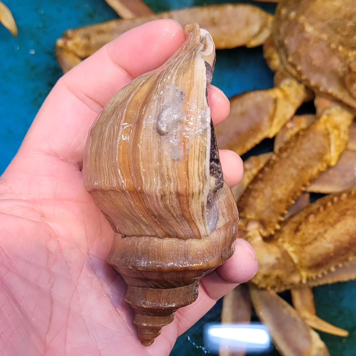 🇯🇵 活日本小海螺 - 真螺(日語漢字)