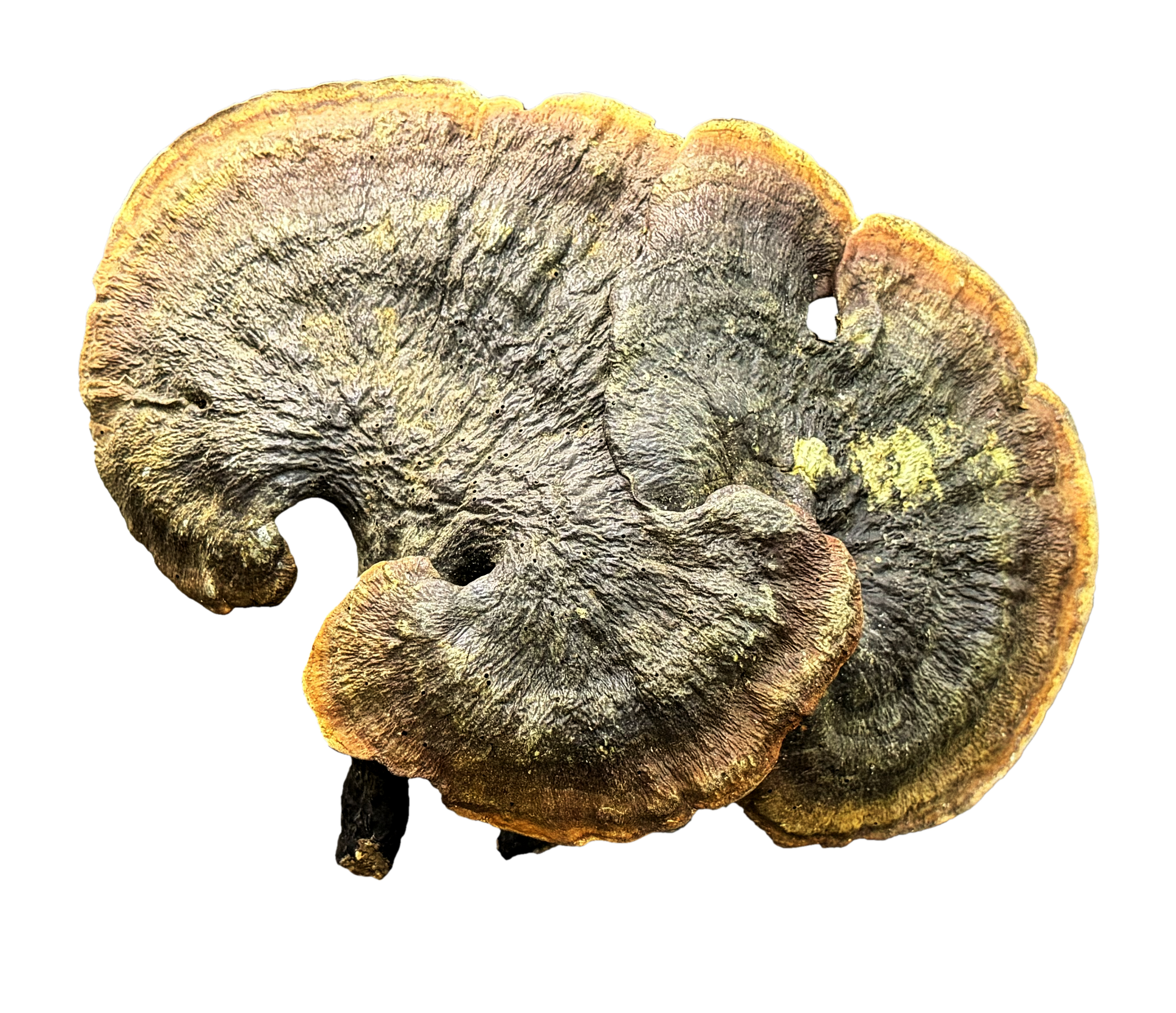 松杉靈芝-大號(約224g)