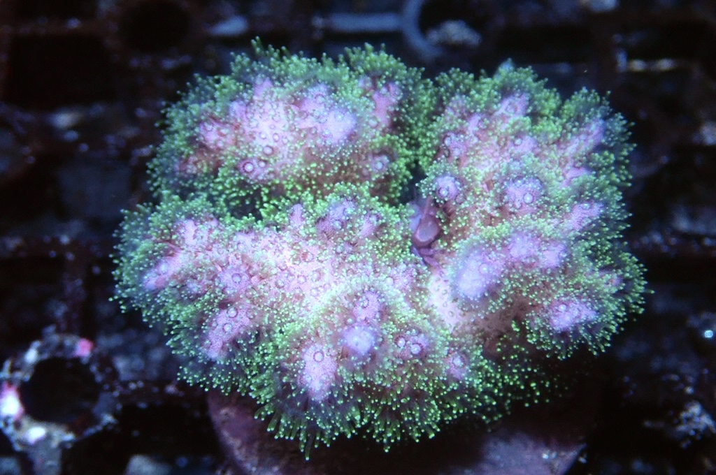 K5 光纖圖釘（FRAG座3.5CM）