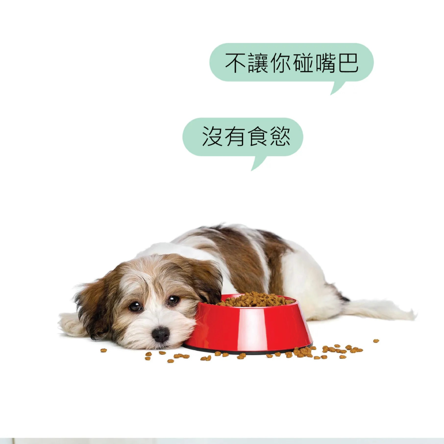 【1-6歲】貓狗口腔護理潔牙水【小麥草／貓草】