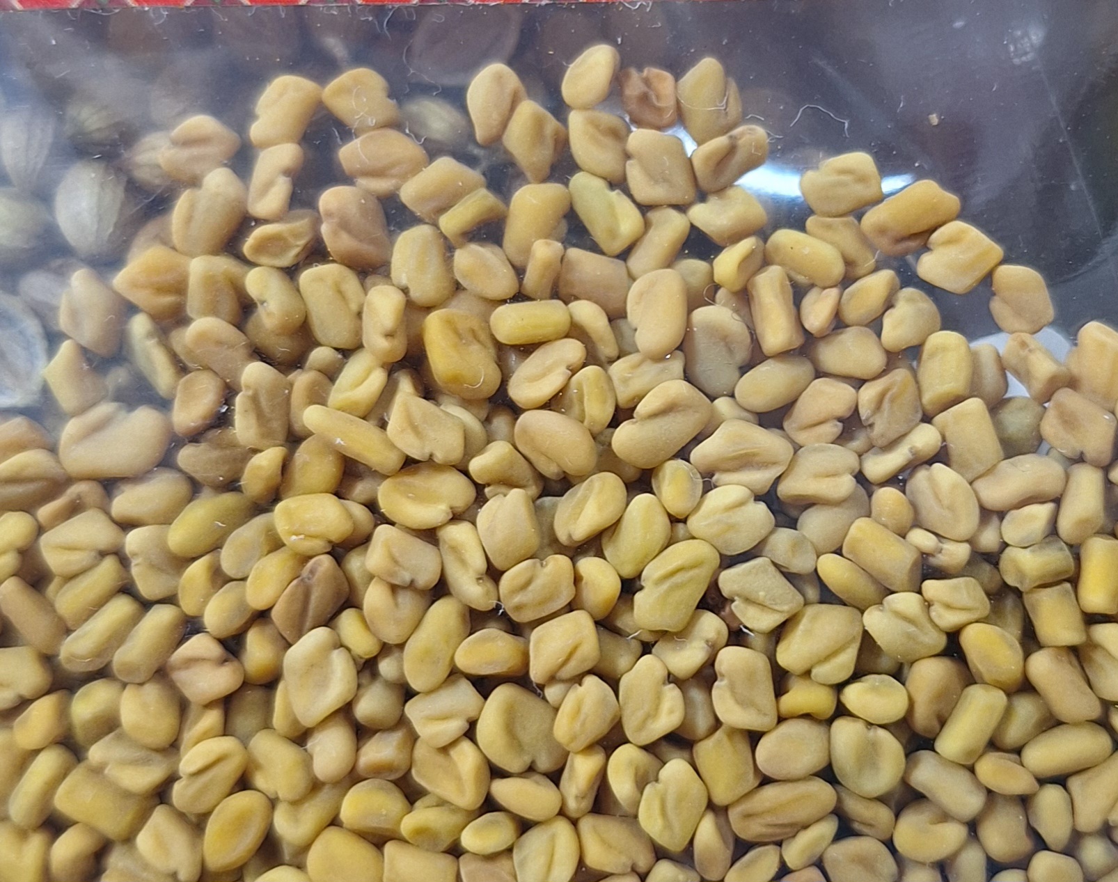 優質葫蘆巴籽 Fenugreek Seeds उत्तम गुणवत्ता वाले मेथी दाने