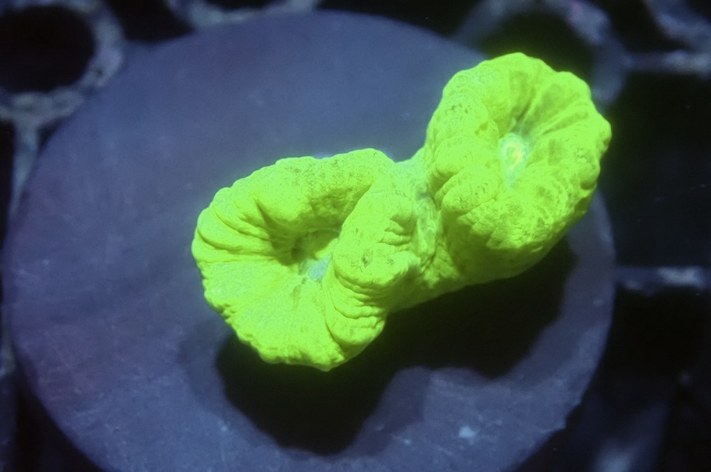 CC5 螢光綠分支腦（frag座3.5cm)