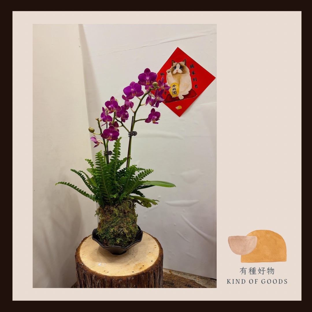 紫色蝴蝶蘭苔球