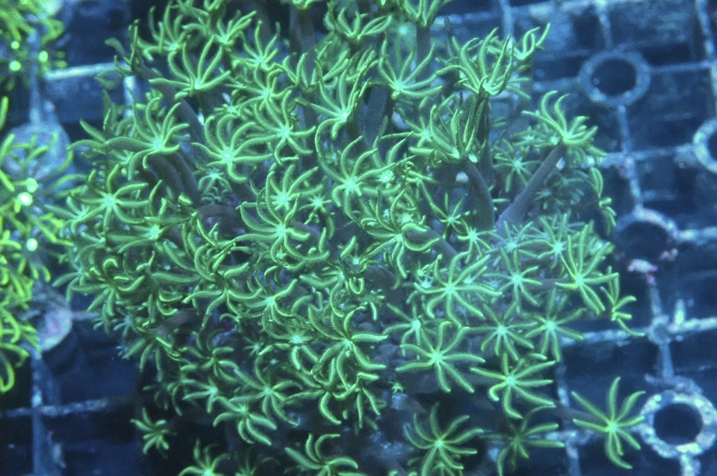 TH4 笙珊瑚（紅珊瑚星花）（開大約2.吋）