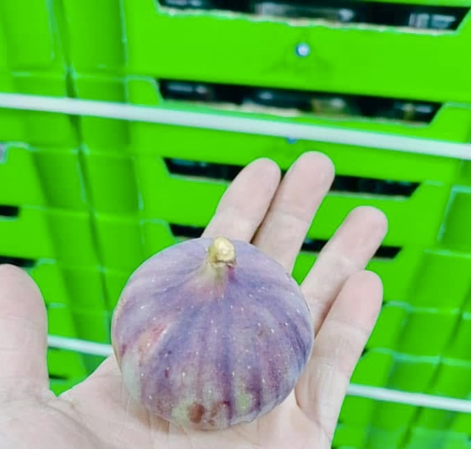無花果