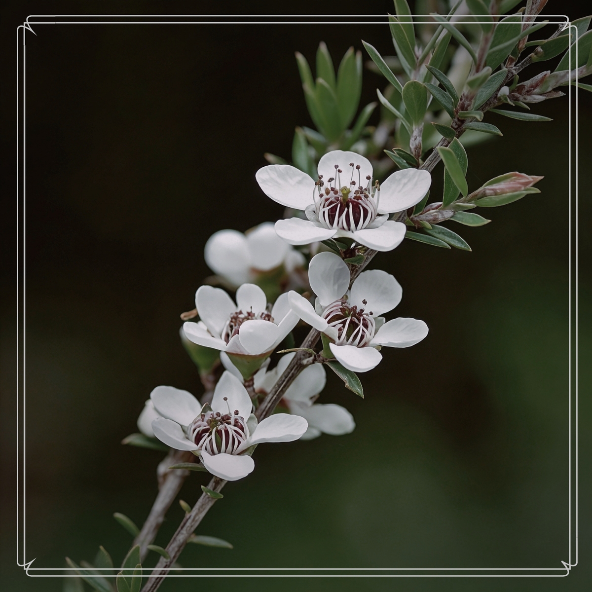 現貨｜純露｜麥蘆卡鮮花 100ml（紐西蘭）（不適用於折扣活動）