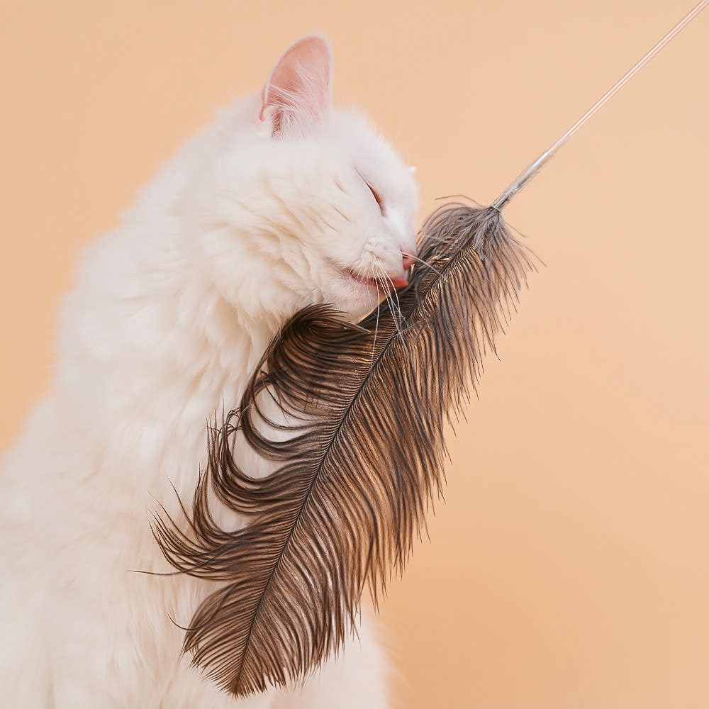 Zooahpet 鴕鳥毛毛 타조깃털 1米逗貓棒 