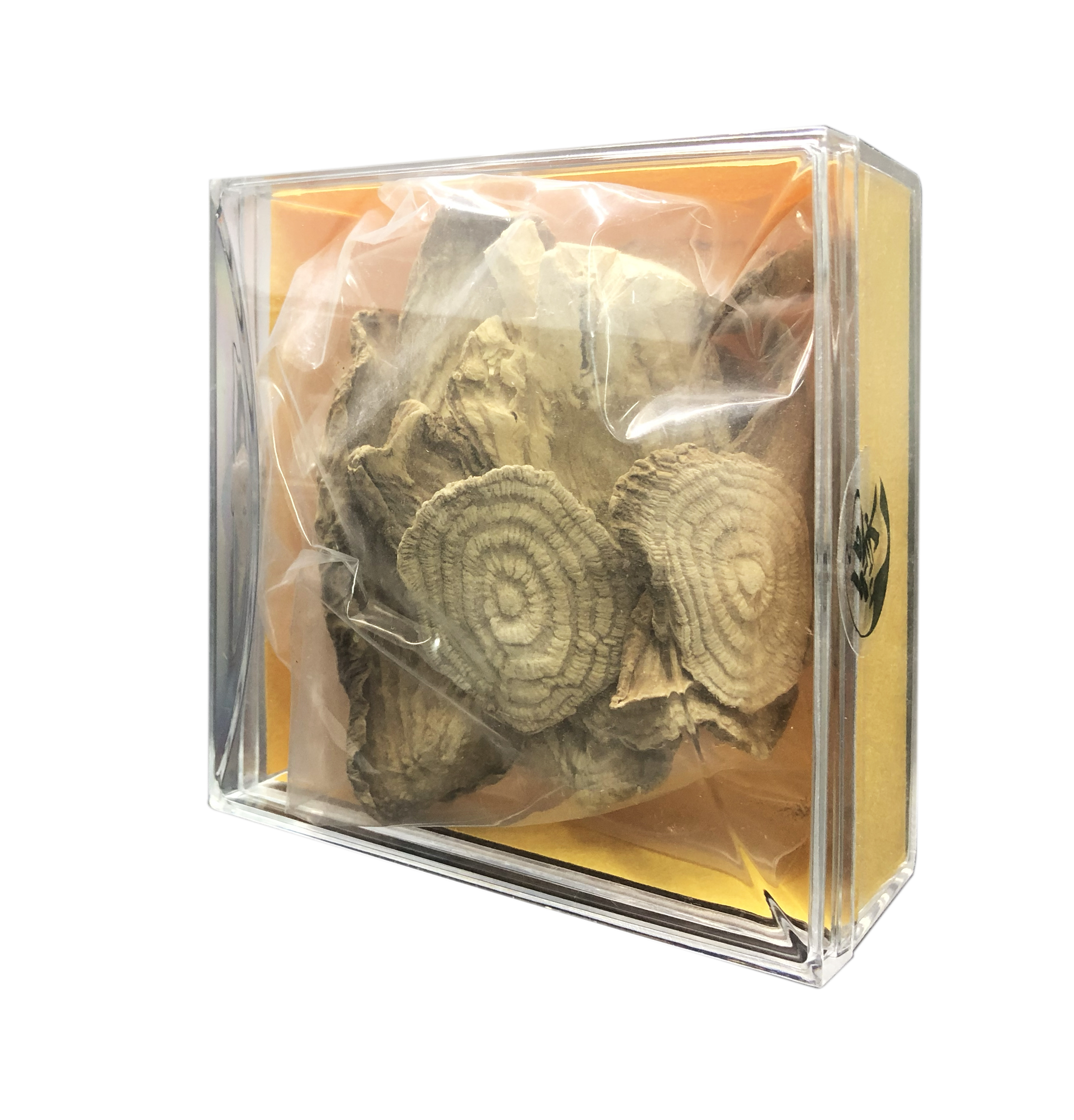 野生土人蔘(約50g)