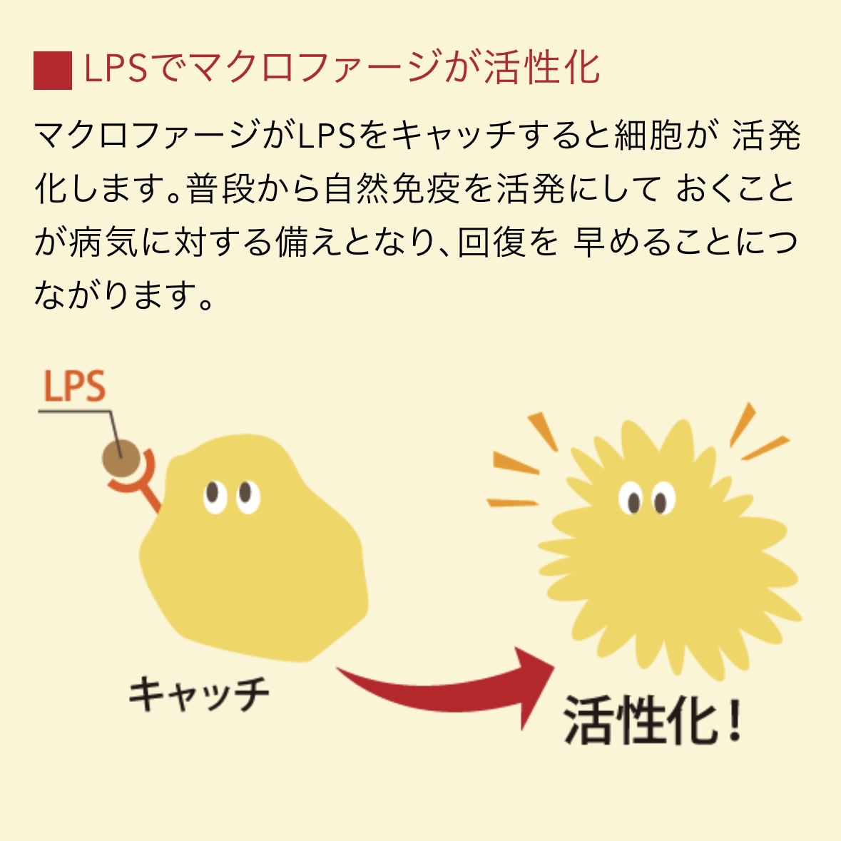 ♻️日本 秋田縣無麩質拉麵 Japan Akita Komachi Gluten-free Ramen