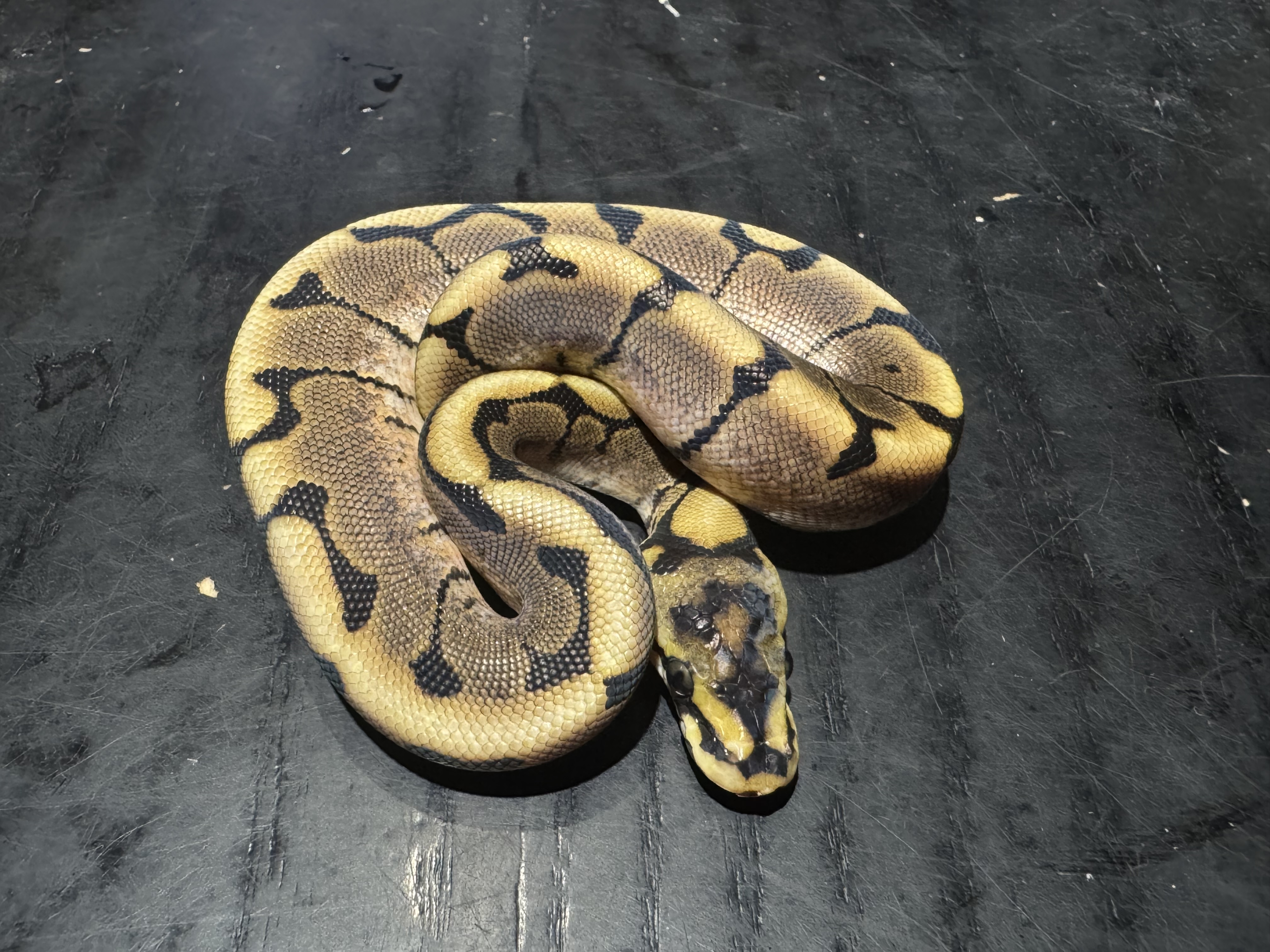 26 Spider het Ghost 1.0