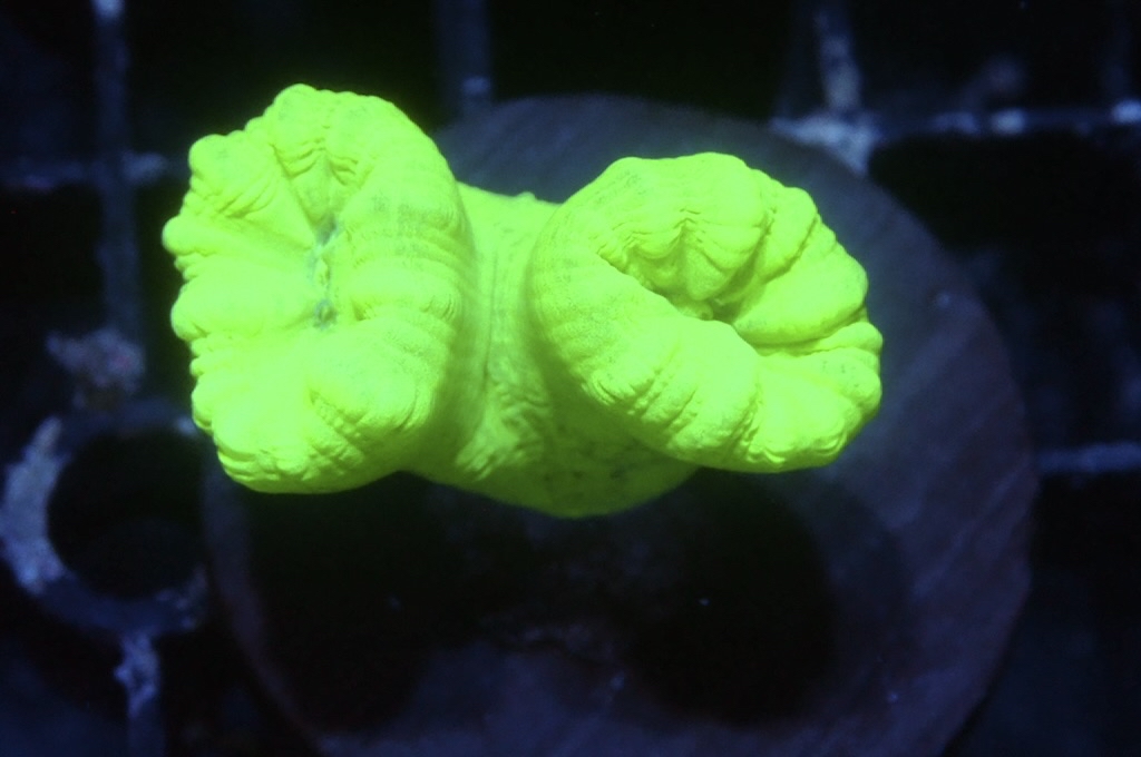 CC3 螢光綠分支腦（Frag座3.5cm)