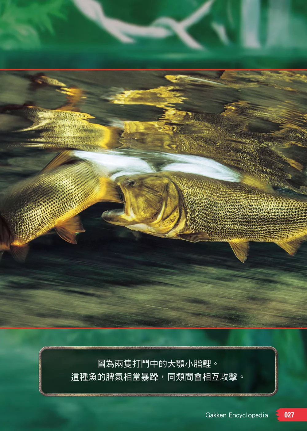 西北國際 怪魚·珍魚大百科