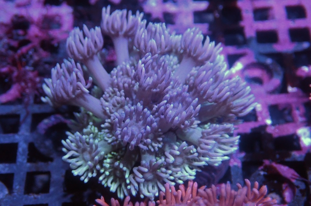 MG10 寶石花仔（frag座3.5cm)