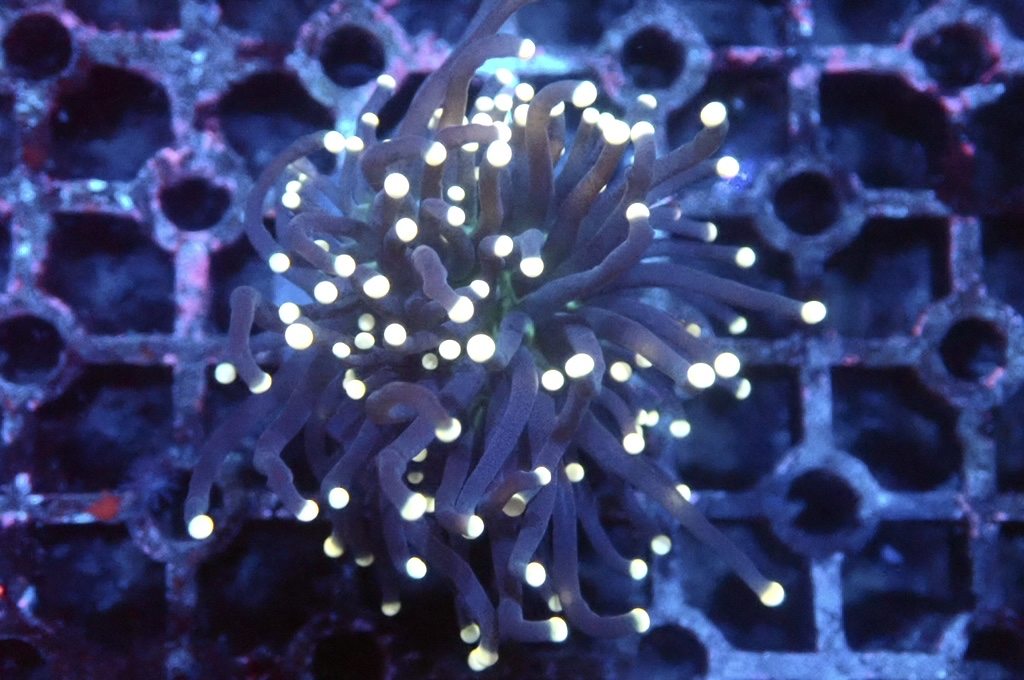 T1 金點綠心黑火柴（開大約2.吋）