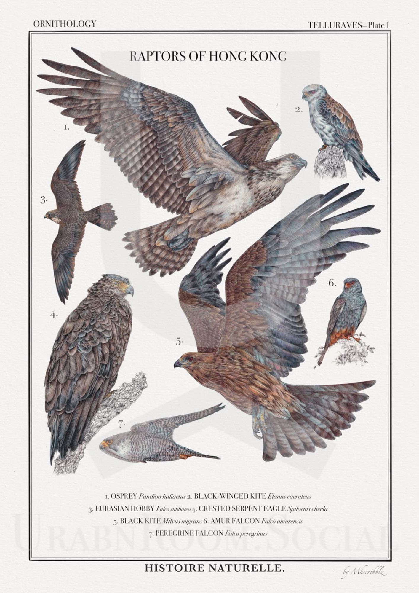 Mhscribblz - A4 ART PRINT Raptors of Hong Kong
