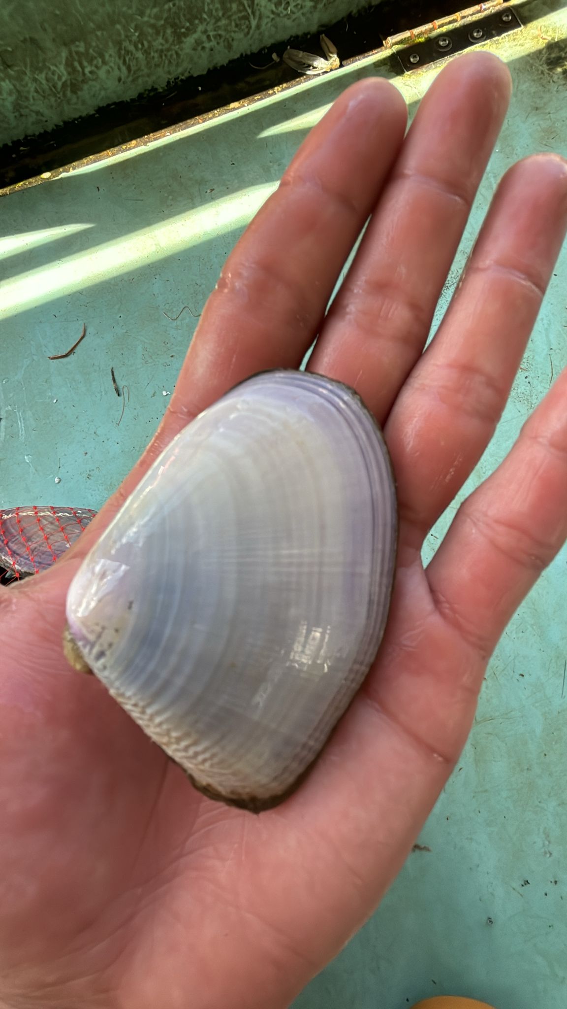 冰島鮮甜蝴蝶貝