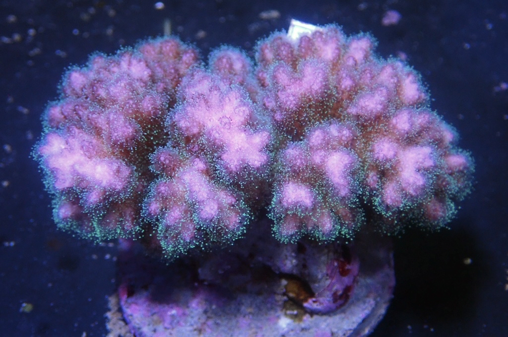 A4 原件光纖圖釘（開大約4.吋）