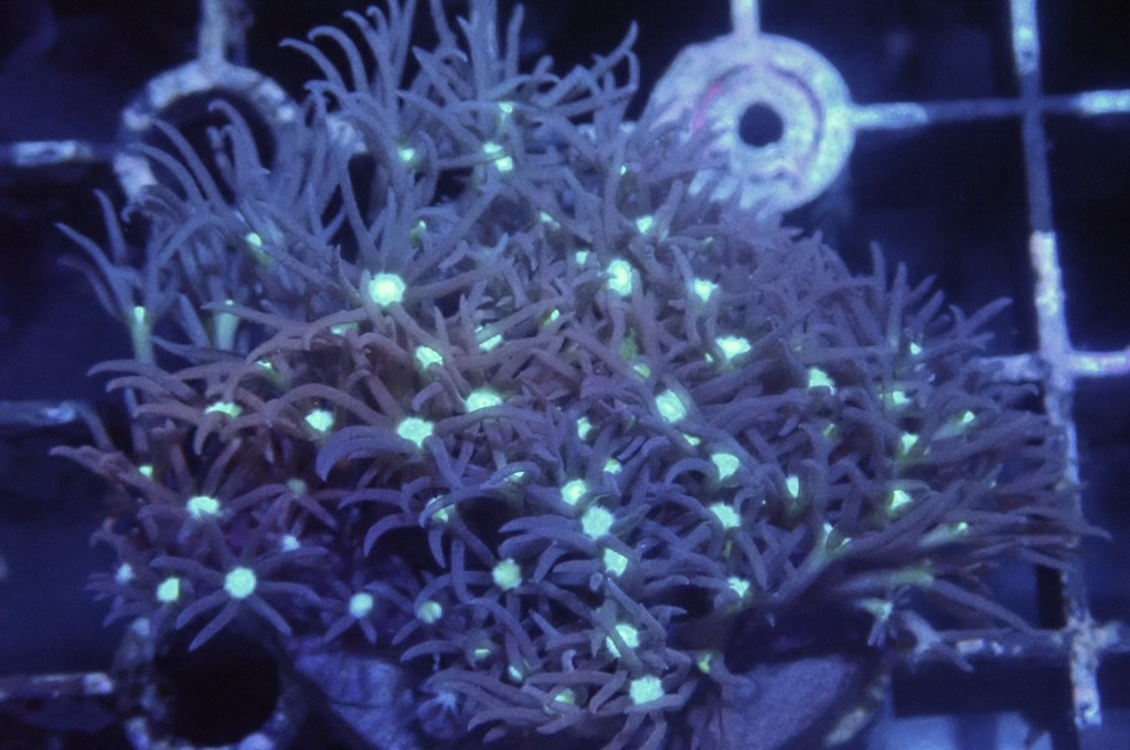 Green 3 草皮（開大約1.5吋）