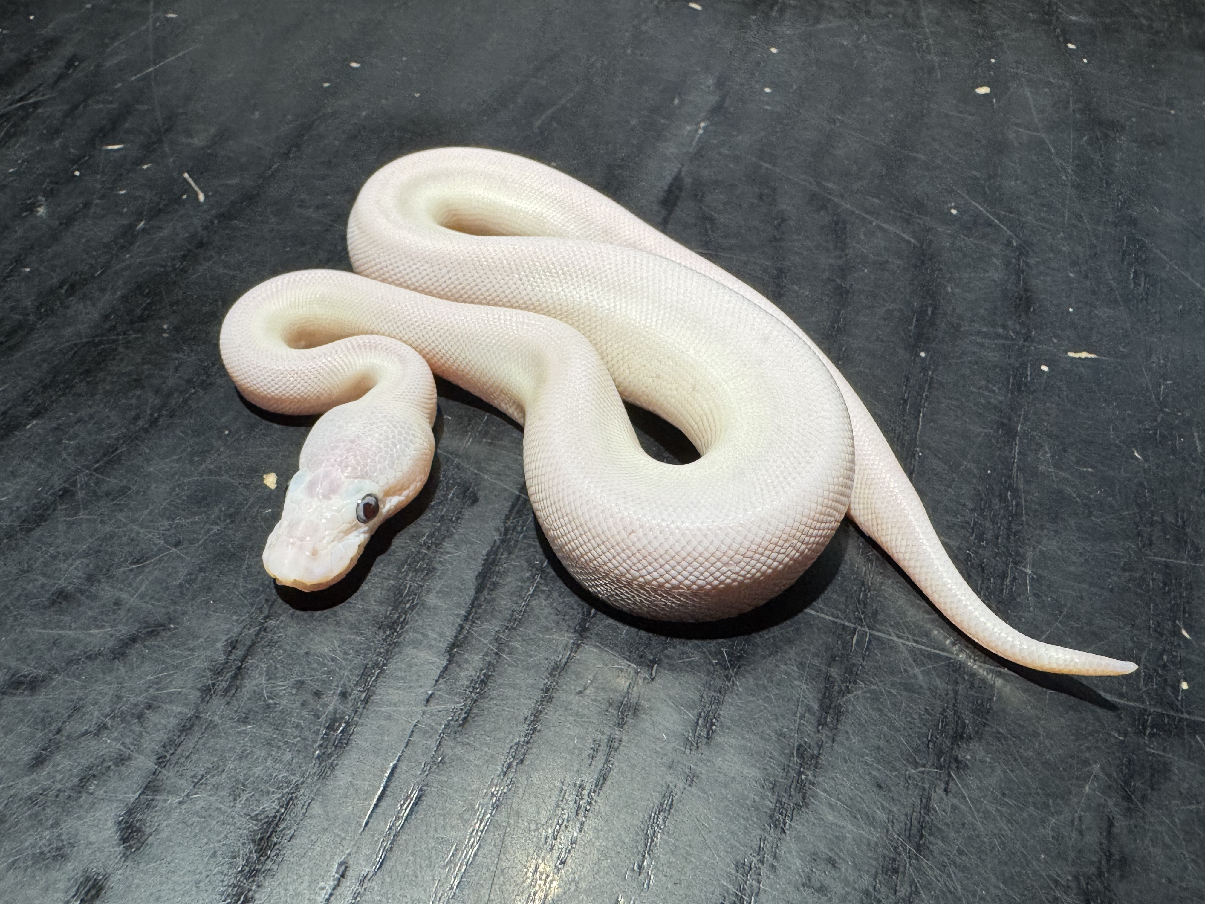 26 Blue Eyed Lucy 1.0