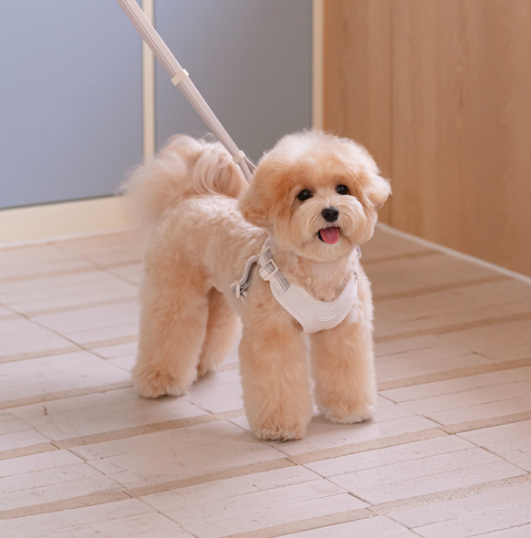 *likalika🇰🇷Breeze Walk X型胸背帶套裝