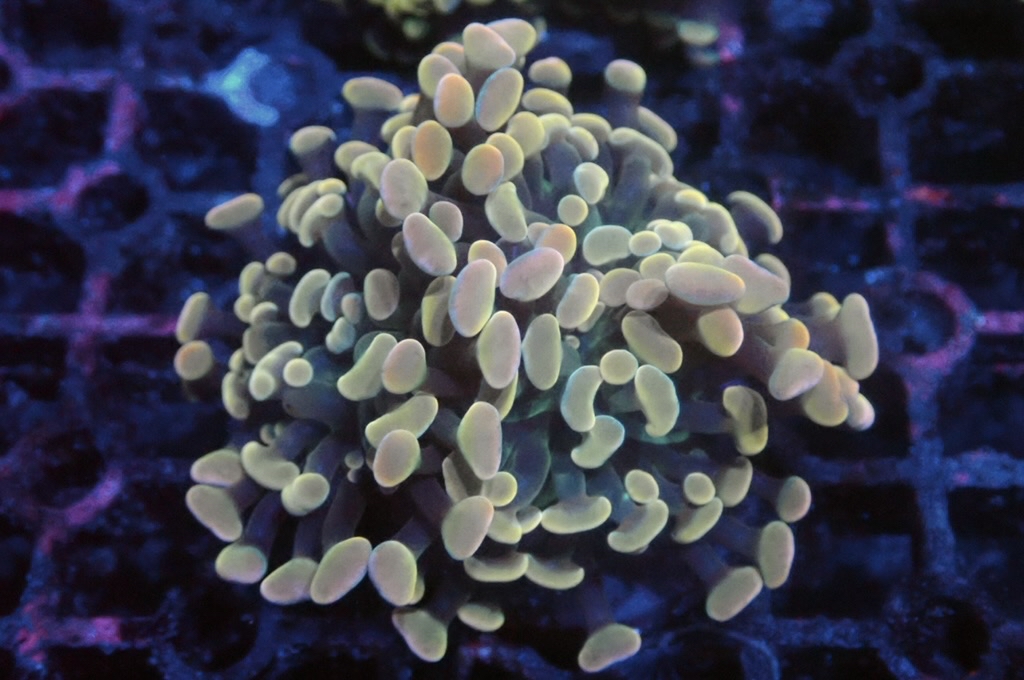 H11 金豬腰（開大約2.5吋）