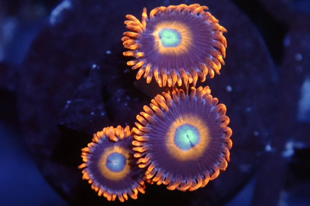 Z17 鈕扣（FRAG座2CM）