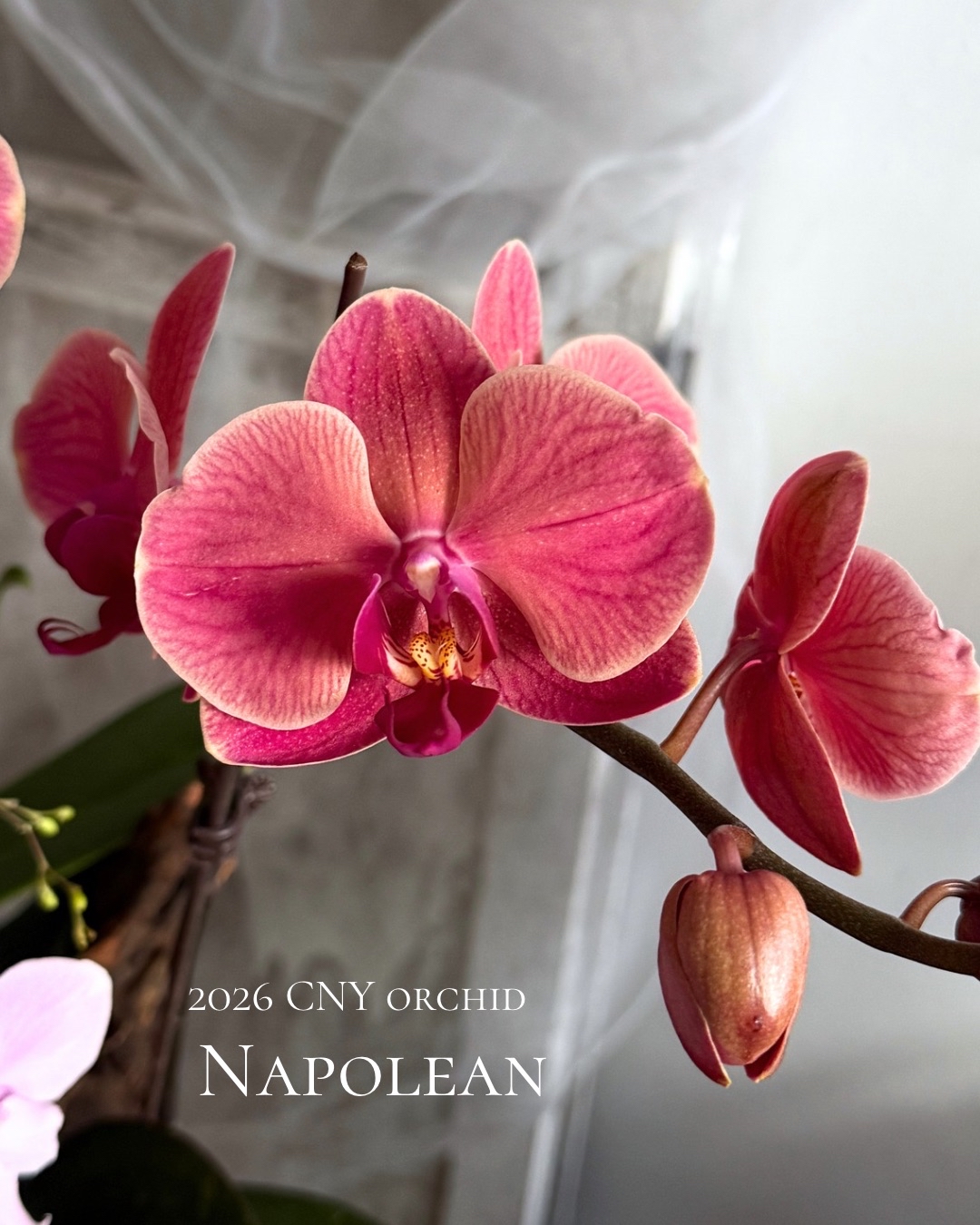 2026年 新年蘭花訂製💕 ‼️預訂發貨日期為1月28號至2月10號