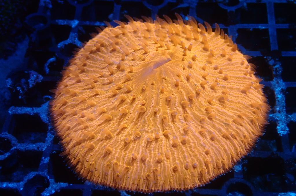 P3 飛碟（大約2.5吋）