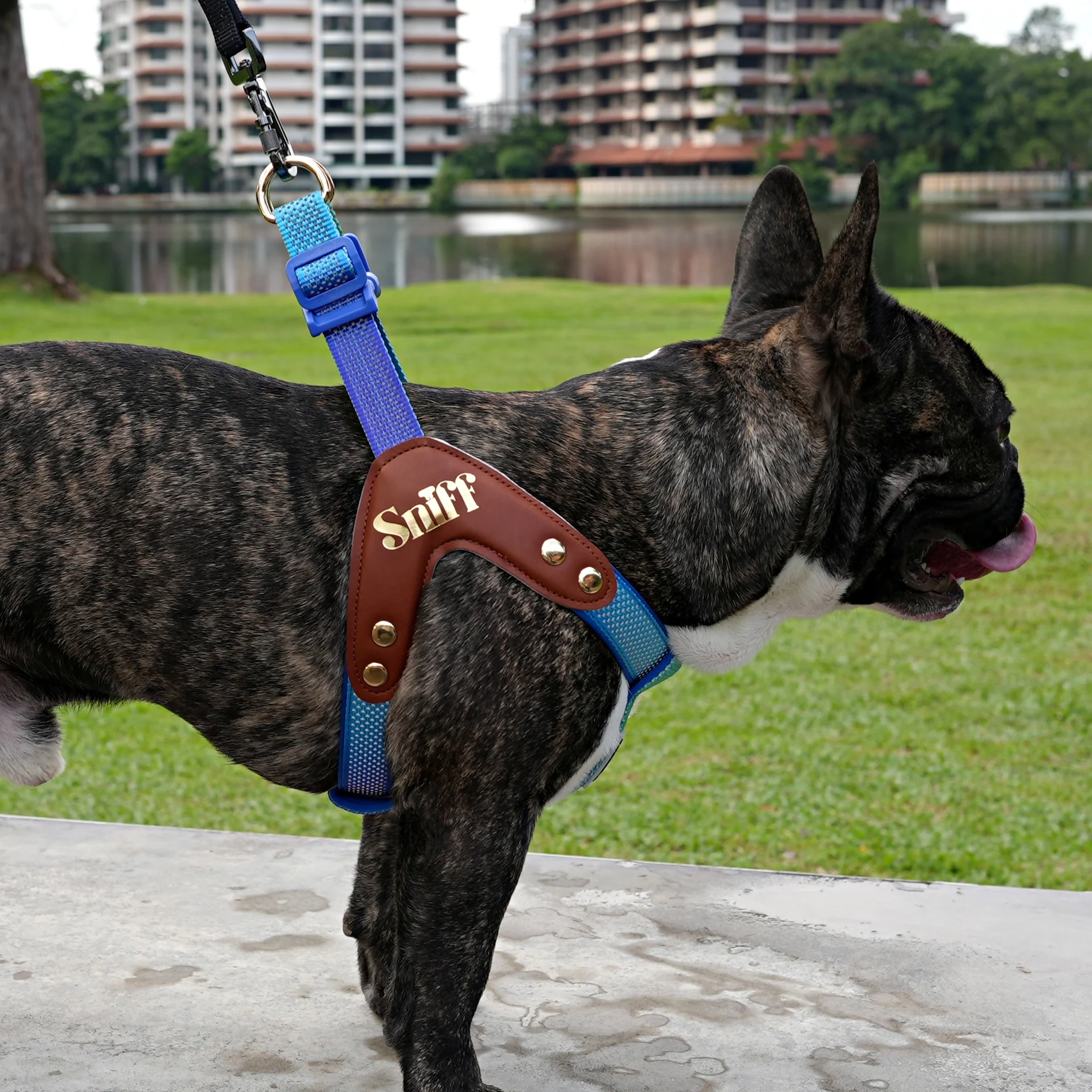 Baby’s Breathe - Tide Dusk Gradient