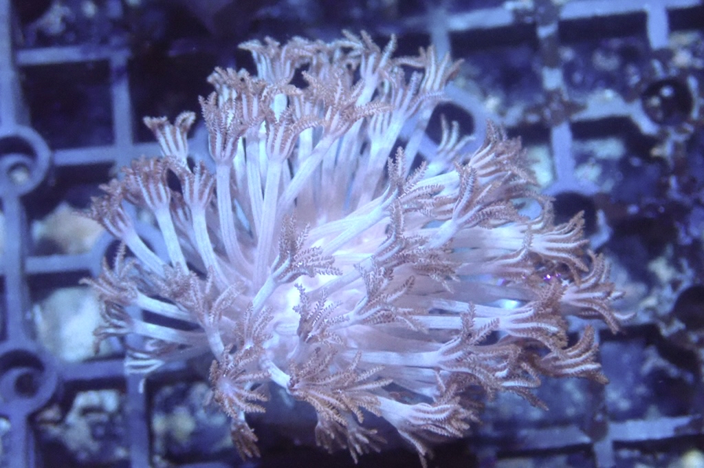 Hand 2 千手（不閃） （開大約2.5吋）