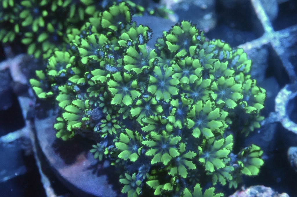 GB7 藍心綠手星花（frag座3.5cm)