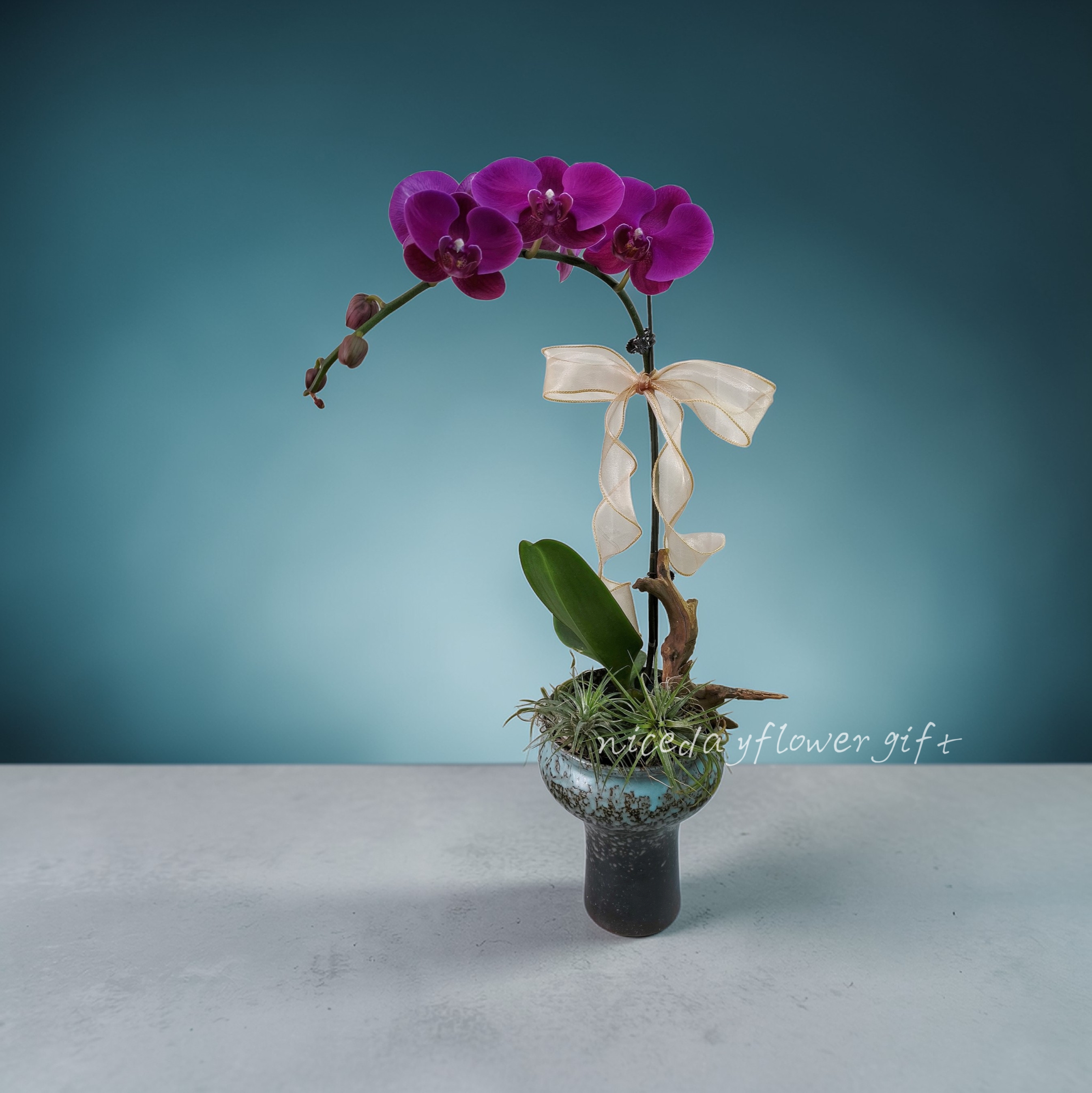 BO13 蝴蝶蘭枱花