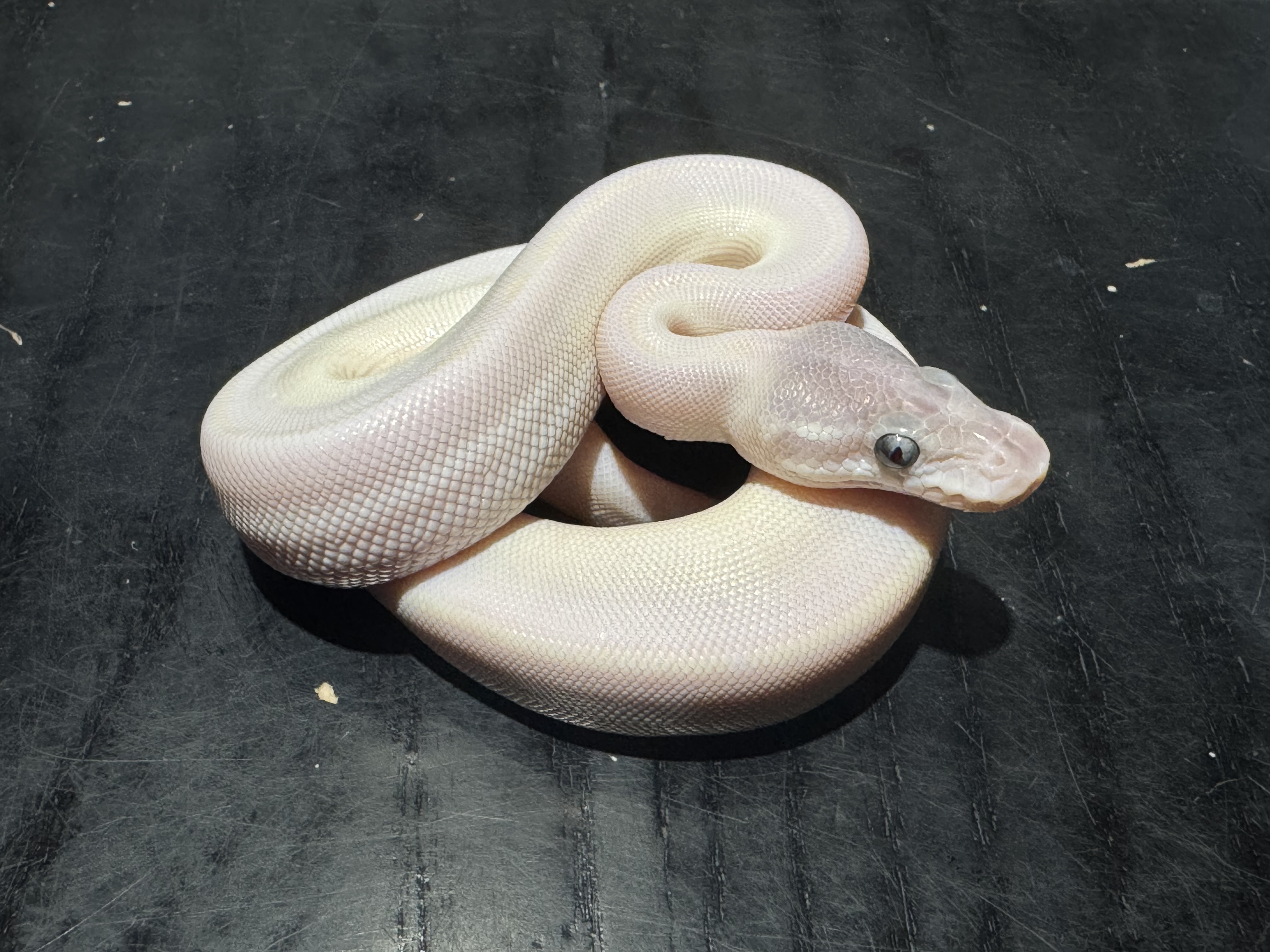 26 Blue Eyed Lucy 1.0