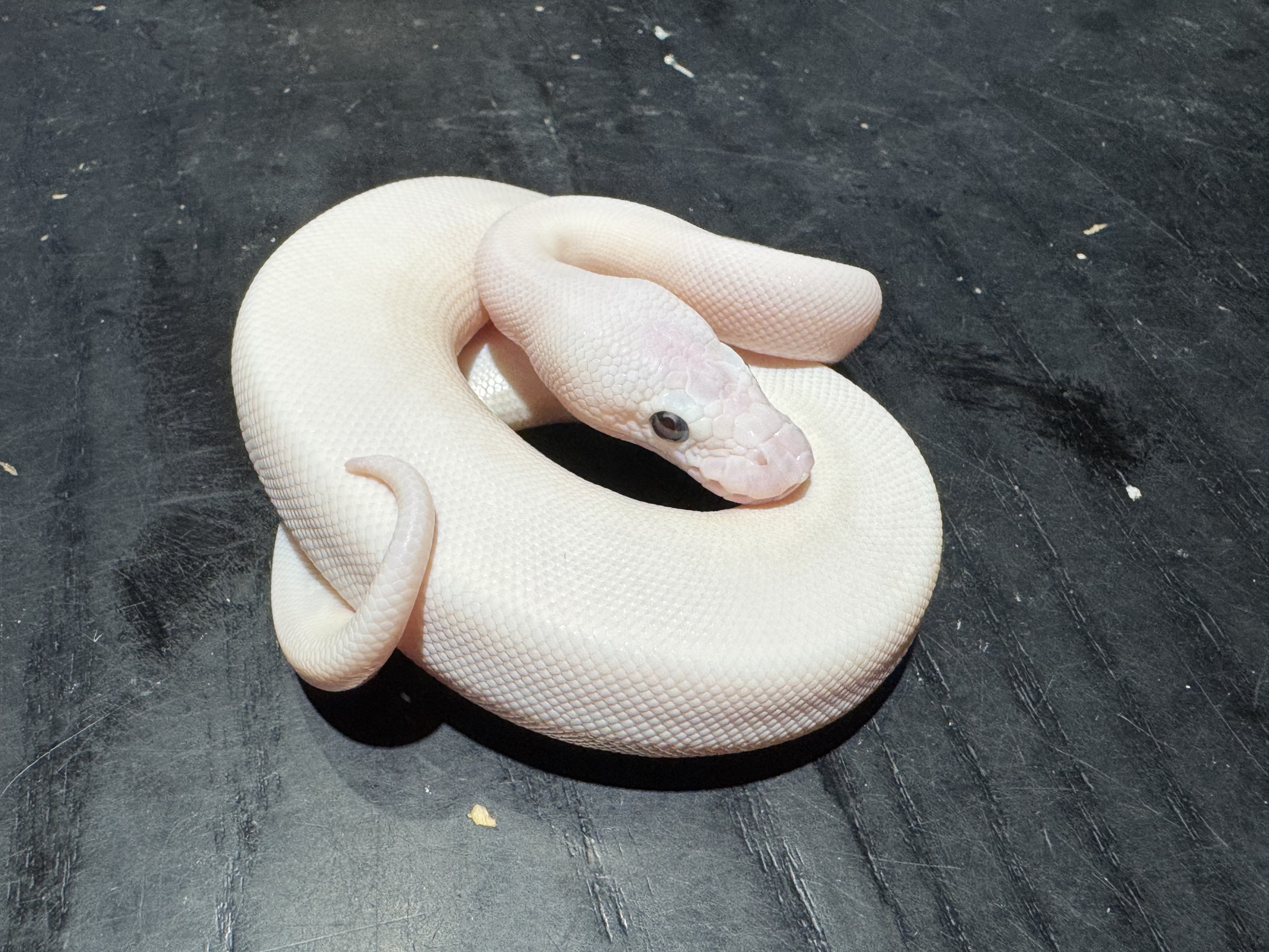 26 Pastel Super Butter het Clown poss Orange Dream Cinnamon 1.0