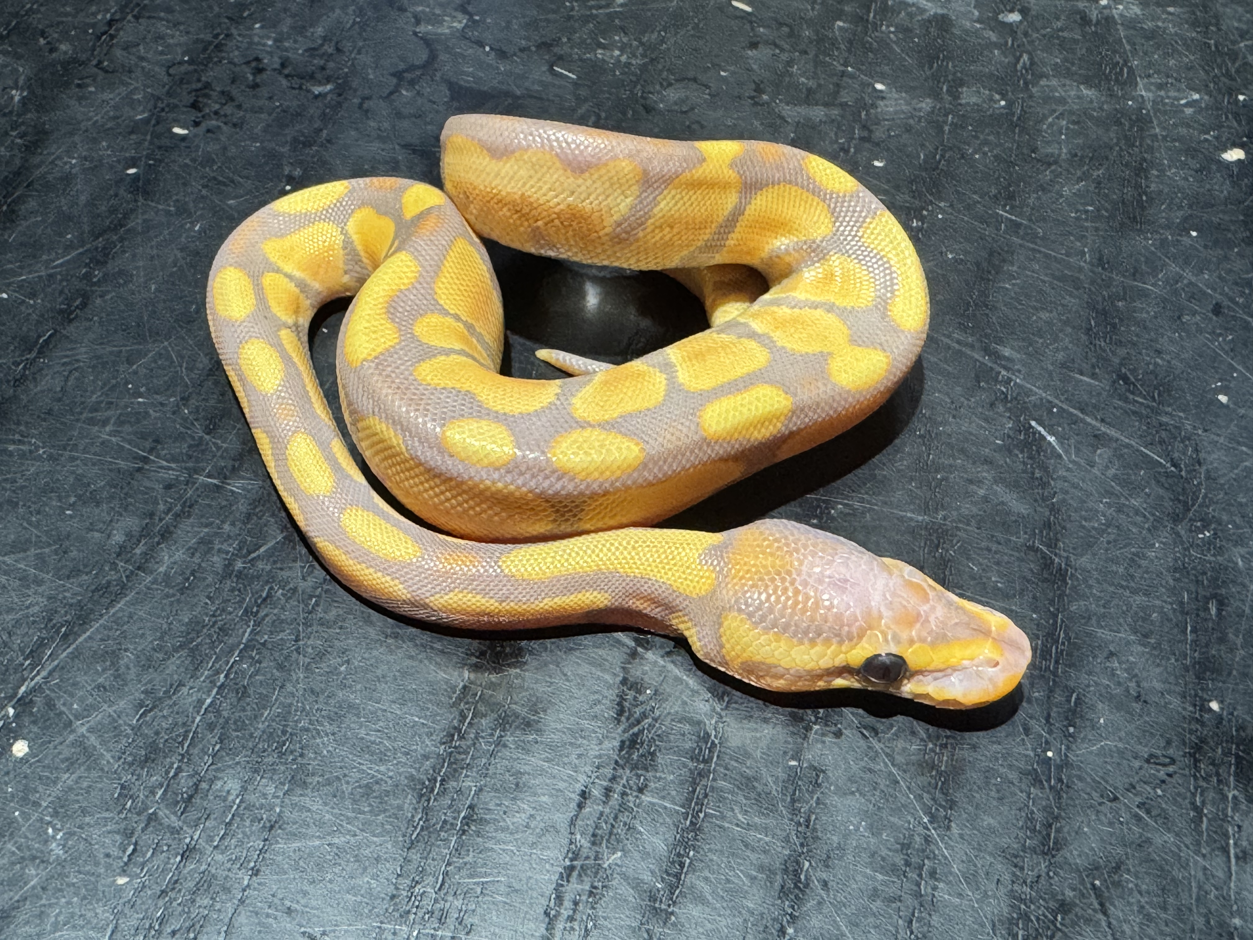 26 Banana het Clown 0.1